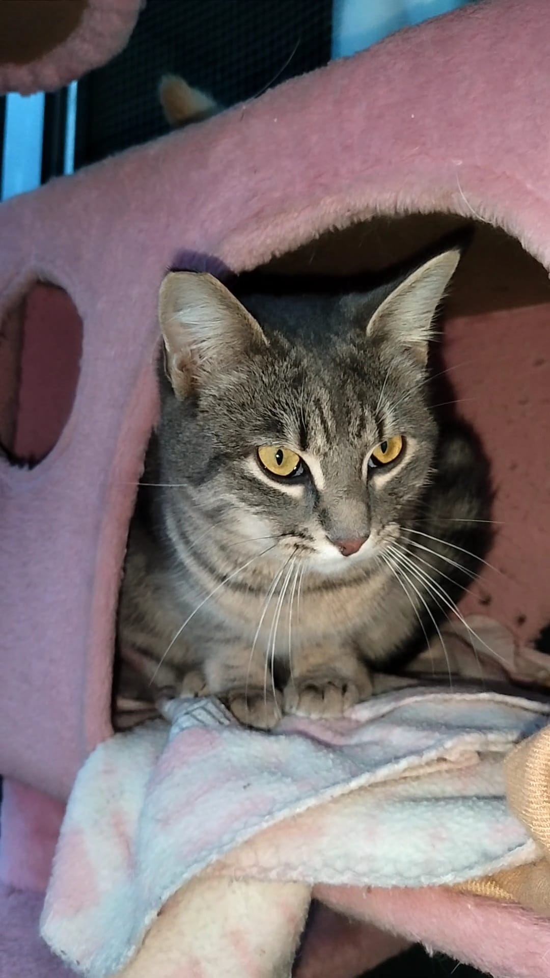 Ginny, ospite del rifugio da 2 anni